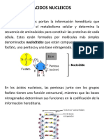 Acidos Nucleicos