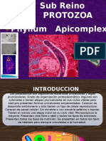 Phylum Apicomplexa