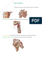 Musculos Del Miembro Superior