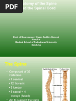 Anatomy of The Spine