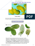 Lemnaceae - Images of Lemna Minor