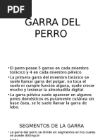 Garra Del Perro