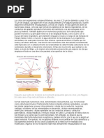 Celula