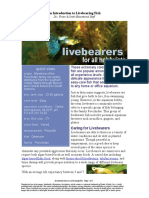 An Introduction To Livebearing Fish