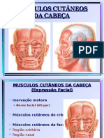 Musculos Cabeça e Pescoco Slides