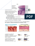 Histología de La Piel