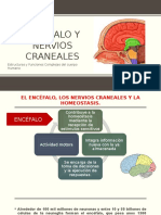 Encéfalo y Los Nervios Craneales.