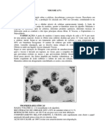 Viscose Modal Polinosica PDF