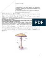 Setas - Curso de Identificacion - Setas