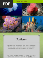 6 - Poriferos e Cnidarios