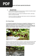 Informe Del Fundo Agrícola Don Ricardo