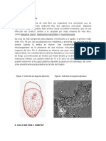 OTRAS Amebas y Definicion de Miasis - Docx 572682432