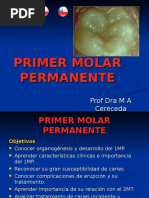 Primer Molar Permanent