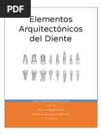 Elementos Arquitectónicos Del Diente