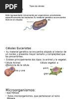 MICROORGANISMOS 