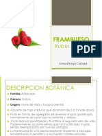 Frambueso PDF