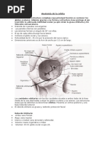 Anatomía de La Orbita