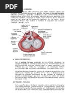 Esqueleto Del Corazón