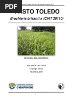 Pasto Toledo (Brachiaria Brizanta CIAT 26110)