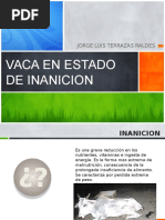 Vaca Inanicion