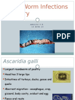 Round Worm Infections of Poultry