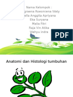 Anatomi Dan Histologi Tumbuhan