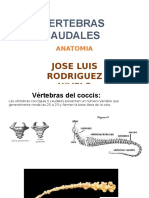 Vertebras Caudales