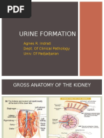 Urine Formation: Agnes R. Indrati Dept. of Clinical Pathology Univ. of Padjadjaran