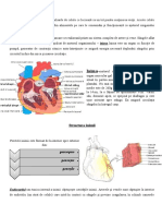 Anatomie