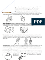 Alimentos Transgénico1