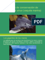 Cartel de Estado de Conservación de Phocoena Sinus Vaquita Marina