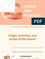 Upper Arm Muscles