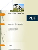 Mastite Bovina