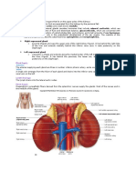 Suprarenal Glands Clint