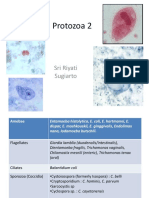 Protozoa 2