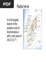 UL Radial Nerve