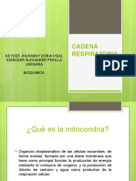 Cadena Respiratoria Exposicion Final