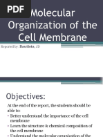 Molecular Organization of The Plasma Membrane