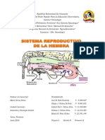 Anatomía Del Aparato Reproductor Femenino en BOVINOS