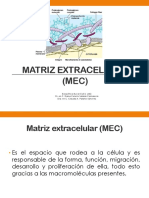 4 - Matriz Extracelular T Conectivo