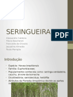 SERINGUEIRA