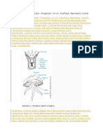 Filum Cnidaria (Coelenterata) Pengertian, Ciri-Ciri, Klasifikasi, Reproduksi, Contoh