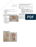 Vascularización e Inervación Del Dorso