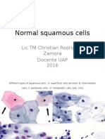 Atlas Normal Squamous Cells