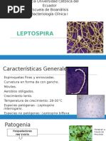 Leptospira