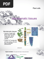 Meristematic Tissues - Plant Cell Bab 2