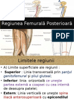 Regiunea Femurală Posterioară