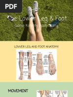 Lower Leg and Foot