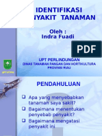 Identifikasi Penyakit Tanaman