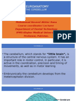 Neuroanatomy: The Cerebellum
